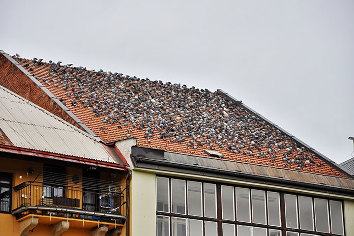 A2B Pest Control are able to install spikes to deter birds from roofs in Stanford Le Hope. 