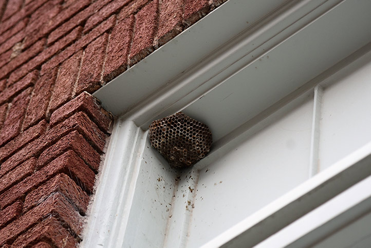 We provide a wasp nest removal service for domestic and commercial properties in Stanford Le Hope.